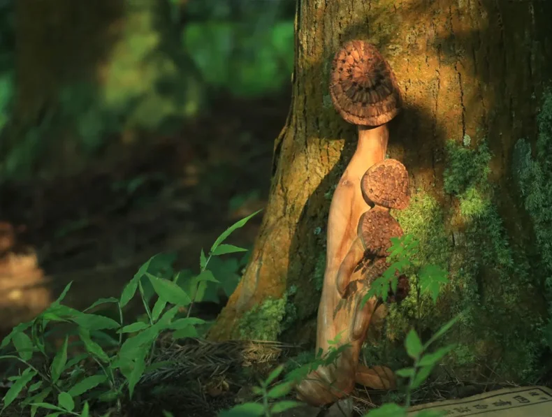 Lumen Naturae Brand Story