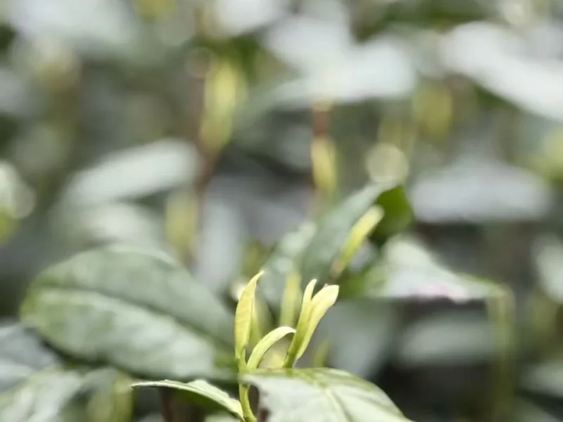 Searching for Tea in the Deep Mountains, A Century of Wild Charm | Lumen Naturae’s Tea-Making Journey to Enshi