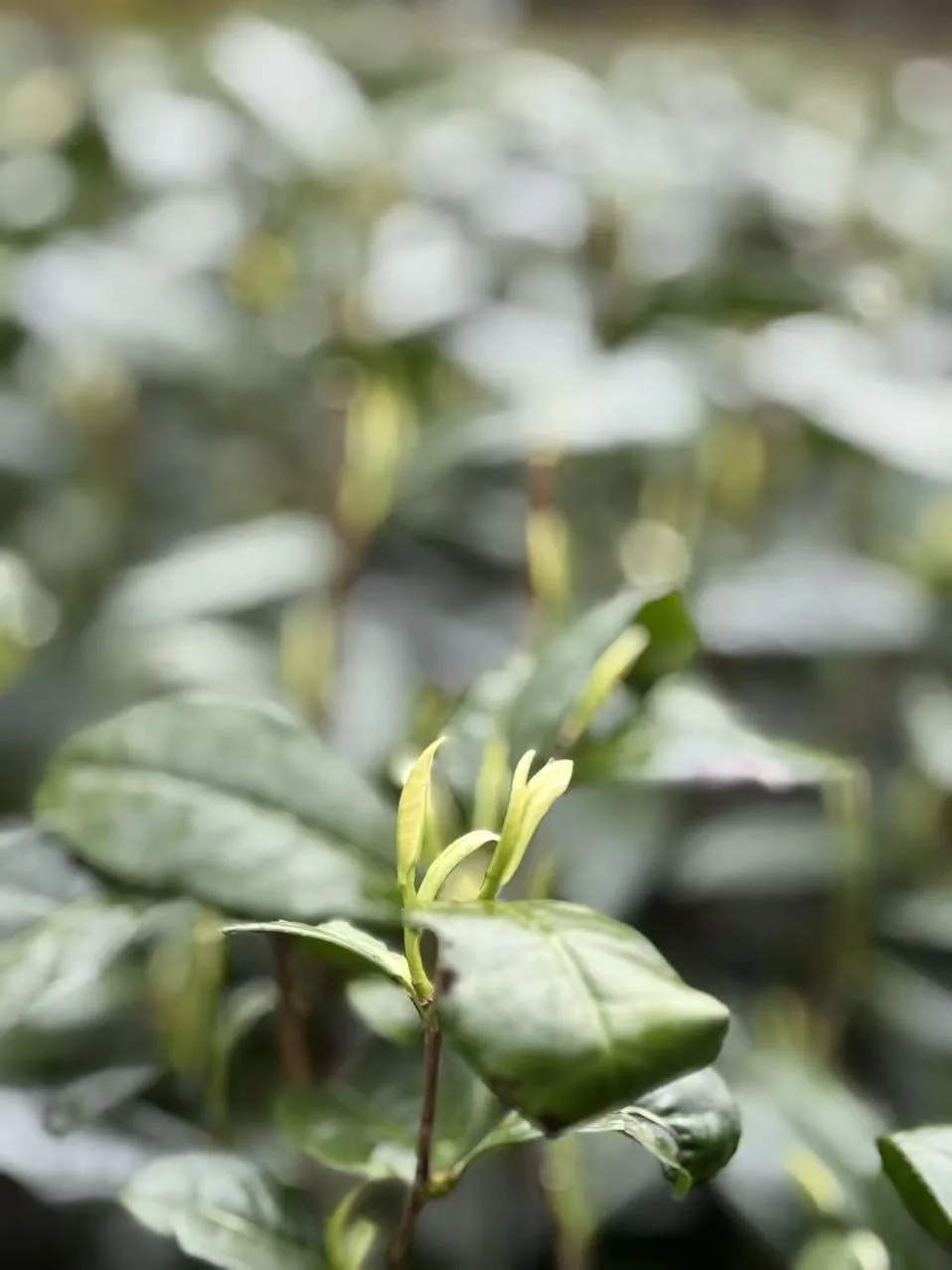 Searching for Tea in the Deep Mountains, A Century of Wild Charm | Lumen Naturae’s Tea-Making Journey to Enshi